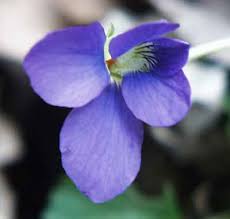 New Jersey State Flower