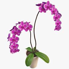 Orchidea Flower 3d Model Ad Orchidea Flower Model Flower Model Flowers Orchid Flower
