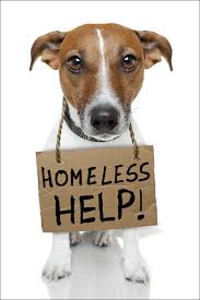 Our services and facilities are designed to assist in routine preventive care for young, healthy pets. Foster Brookings Regional Humane Society
