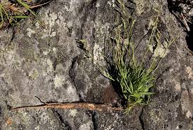 Image result for Silene burchellii