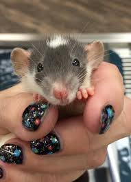Check spelling or type a new query. Rat And Small Rodent Care At Little Critters Vet In Gilbert Az