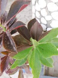 Image result for Synadenium cupulare