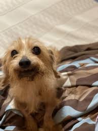 Instead, we operate primarily through our foster homes, online databases such as facebook and other. Dachshund Rescue South Florida Fundrazr