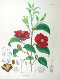 Famous Asian Botanical Artists Botanical Art Artists Support us by sharing the content, upvoting wallpapers on the page or sending your own. famous asian botanical artists