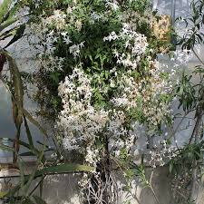 Image result for Jasminum
