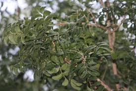 Image result for Ptaeroxylaceae