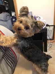 The Expression Ruffian With A Heart Of Gold Is Possibly The Very Best Description One Can Provide Rottweil Yorkie Puppy Teacup Yorkie Puppy Cute Baby Animals