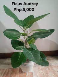 Variegated, deep maroon, and green leaves. Ficus Audrey Plant Furniture Home Living Gardening Plants Seeds On Carousell