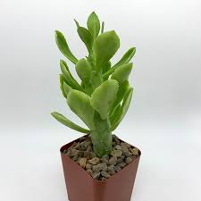 Image result for Monadenium