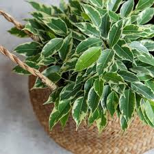 Image result for Ficus variifolia