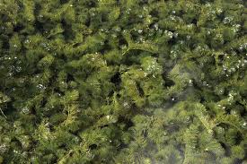 Image result for Ceratophyllum submersum