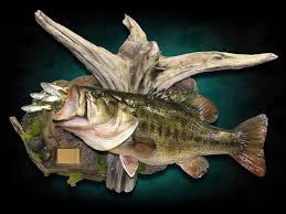 Largemouth Bass Mounts By Marine Creations Taxidermy Animal Taxidermy Taxidermy Fish Decor Taxidermy