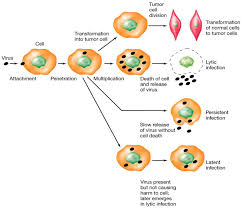 Childhood Dirt Exposure Latent Viruses And Immunity Prachodayat