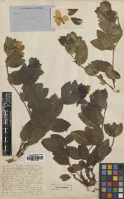 Image result for Actiniopteris pauciloba