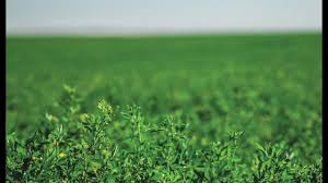 Mar 25, 2021 · when growing alfalfa, choose an area with plenty of full sun. Preparing The Soil And Field For Alfalfa Hay Youtube