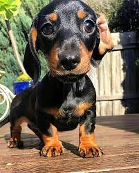 Cute Dachshund Puppy Cute Dachshund Puppies Sausage Dog Puppies Dachshund Puppies Doxie Dog Puppi Sausage Dog Puppy Dachshund Puppy Miniature Dachshund Puppies