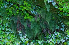 Image result for Vandenboschia gigantea