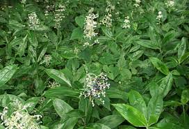 Image result for Anthericopsis sepalosa