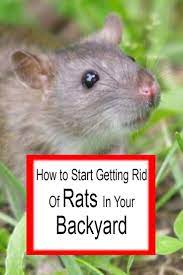 How To Get Rid Of Rats In Your Backyard Best Methods 2021 Getting Rid Of Rats Rats Rat Traps