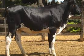 The Best Place To Buy Livestock And Cattle Kentucky Cattle Range Usa Cattle For Sale Cows For Sale Cattle