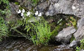 Image result for Wahlenbergia abyssinica