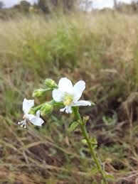Image result for Hibiscus micranthus