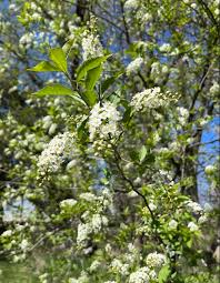 Image result for Prunus serotina