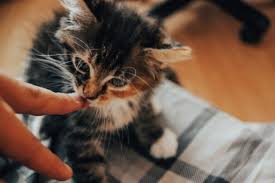Why Does My Cat Lick Me Great Pet Care