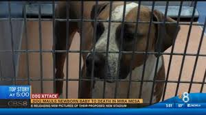 Three Day Old Baby Fatally Attacked By Family Dog In Mira Mesa Cbs8 Com
