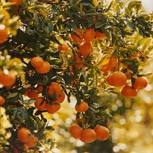 Image result for Tangerine 1971 Rootes