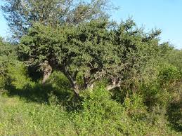 Image result for Ximenia americana