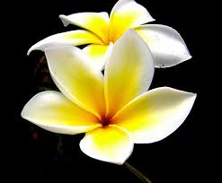 Island Minute Plumeria Flowers Amazing Flowers Plumeria