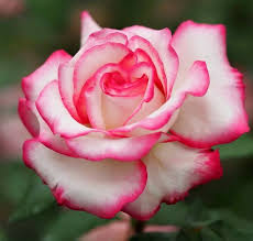 Abstract pink rose hd pics full for pc. The Most Beautiful Roses Beautiful Roses Beautiful Rose Flowers Amazing Flowers