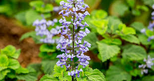 Image result for Criscianthus