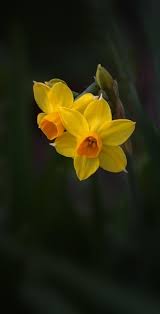 Arte di acquerello originale di narcisi gialli. 650 Idee Su Narcisi Nel 2021 Narcisi Fiori Fiore Narciso