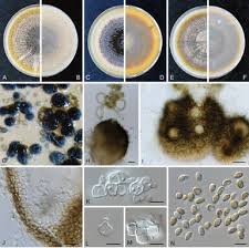 Image result for Meiosperma debile