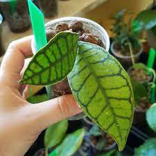Hoya Kalimantan Hoya Plants Plants Plant Leaves