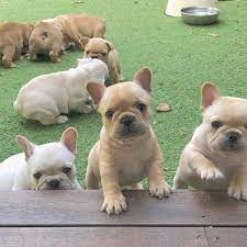 Don't miss what's happening in your neighborhood. Horgi Puppies For Sale Oregon Classifieds On In All For Sale Pets