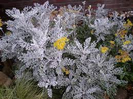 Cineraria Maritima Jacobaea Maritima Cuidados Y Enfermedades Cineraria Maritima Cineraria Dusty Miller