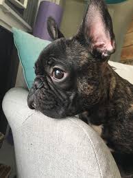 Black White And Brown French Bulldog French Bulldog Mr Robert Frenchie Love Brindle French Bulldog Cute French Bulldog White French Bulldog Puppies