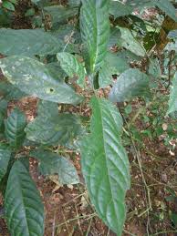 Image result for Maesobotrya floribunda