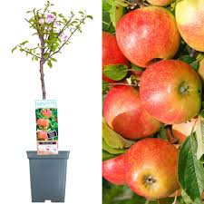 We've brought together 3 of the best known varieties of apple, plum and cherry in one collection. Patio Fruit Tree Collection Various Premium Grade Fruits Ideal For Small Gardens Borders Apple Cherry Plum Nectarine Peach Pear Trees 2 3ft Elstar Apple Tree Buy Online