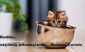 Kedi Ve Dostluk Temali Sozler Ile Ilgili Gorsel Sonucu Kedi Evcil Hayvanlar Hayvanlar