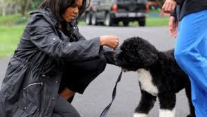 Obama worked in illinois' 13th district as a senator dictative lawmaker. Nur 150 Exemplare Obamas Wasserhund Ist Eine Raritat News Stuttgarter Nachrichten