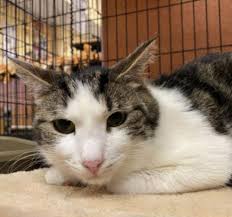 Maybe you would like to learn more about one of these? All Sato Rescue