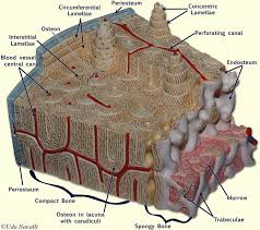 Check spelling or type a new query. Bone Model Labeled Google Search Anatomy Models Human Anatomy And Physiology Homeschool Life Science