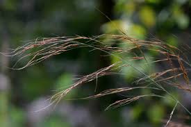 Image result for Loudetia simplex