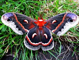 Image result for Cecropia