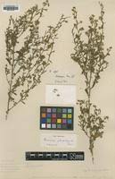 Image result for Hermannia kirkii