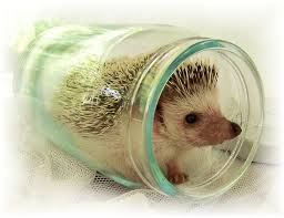 Aside From Becoming Familiar With Their Unique Characteristics You Will Also Learn What They Eat And One Of The Most Co Cute Hedgehog Hedgehog Baby Hedgehog